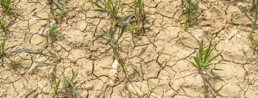 Tierra seca y agrietada. Tierra con estrés hídrico